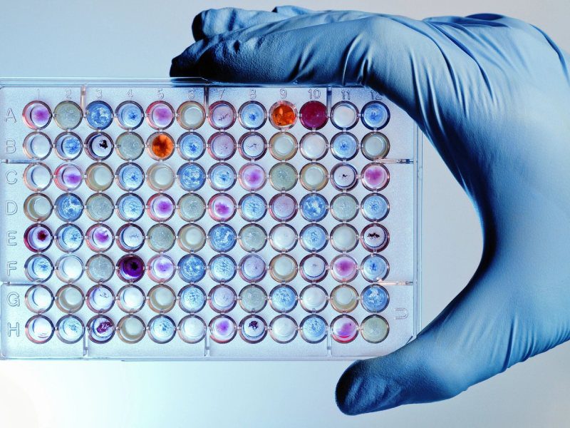 A person holding an array of microplates in their hand.